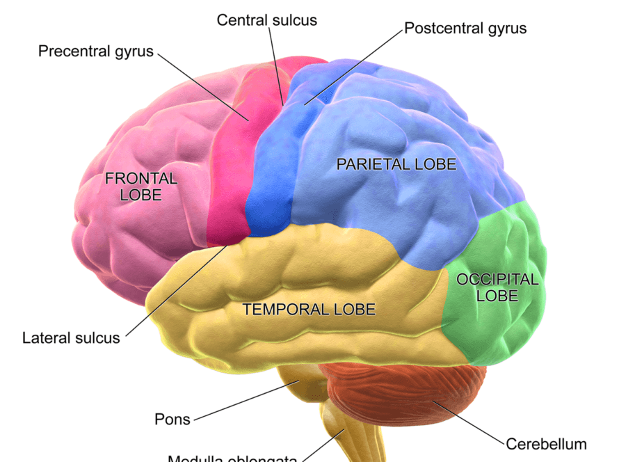 Ilustración anatómica del cerebro humano, el órgano que también almacena fosfocreatina y usa el sistema ATP-PCr
