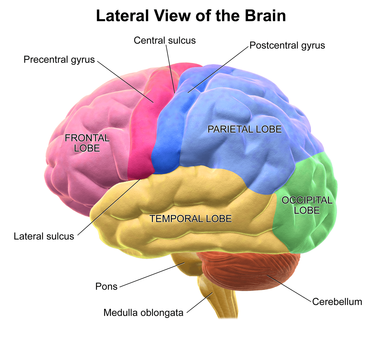 Ilustración anatómica del cerebro humano, el órgano que también almacena fosfocreatina y usa el sistema ATP-PCr